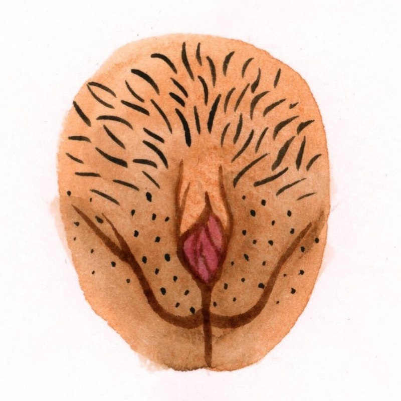 Строение женской вагины