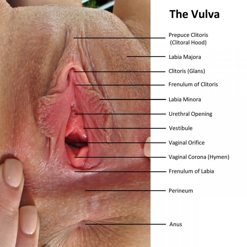 Разновидности женской вагины