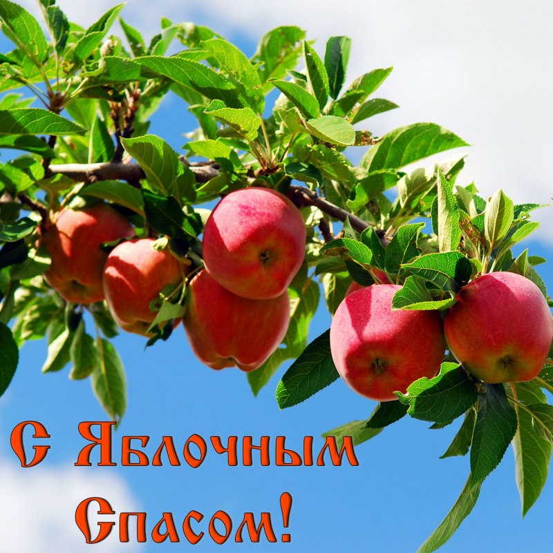 С яблочным Спасом яблочным