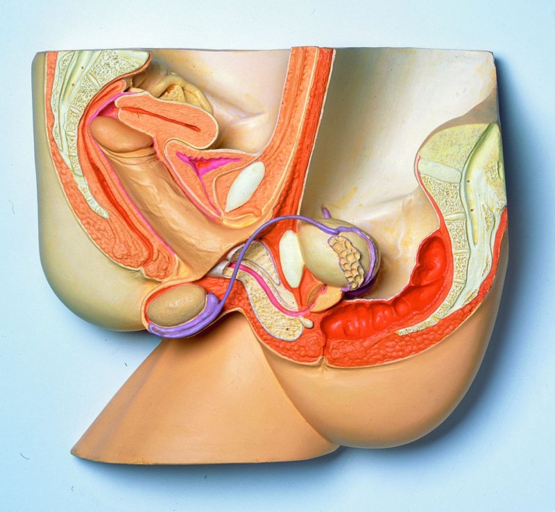 Влагалище женщины изнутри